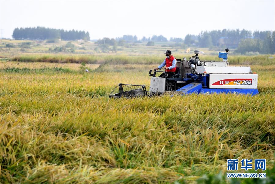 （新華全媒頭條&middot;壯闊東方潮　奮進(jìn)新時(shí)代&mdash;&mdash;慶祝改革開放40年&middot;圖文互動(dòng)）（9）小崗，與時(shí)代同行&mdash;&mdash;&ldquo;中國(guó)農(nóng)村改革第一村&rdquo;40年變遷的改革啟示