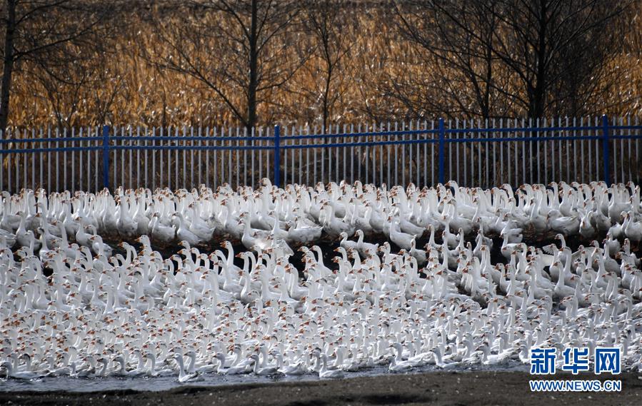 （百城百縣百企調(diào)研行&middot;圖文互動(dòng)）（6）瞧瞧這些村咋富起來(lái)的&mdash;&mdash;黑龍江省牡丹江市發(fā)展特色精品農(nóng)業(yè)促農(nóng)增收