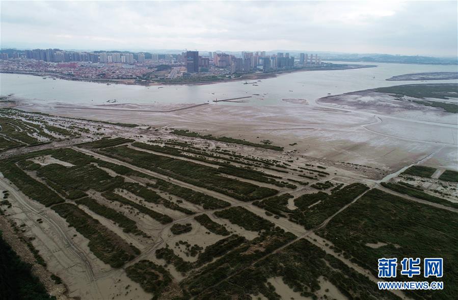 (新華視點(diǎn)·圖文互動(dòng))(1)福建10名黨員干部被問責(zé)的背后:7部門十余次執(zhí)法未能有效制止泉州灣濕地圍墾行為