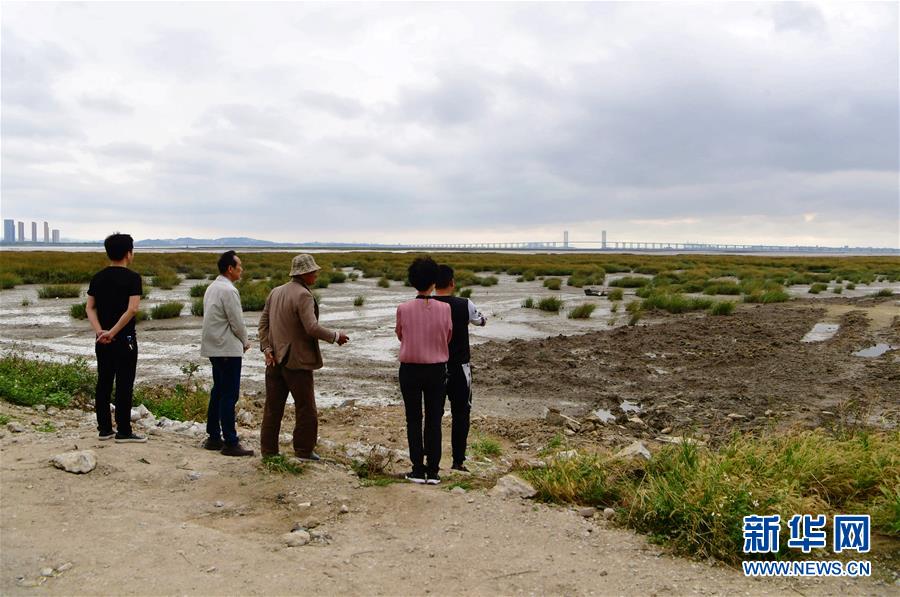 (新華視點(diǎn)·圖文互動(dòng))(5)福建10名黨員干部被問責(zé)的背后:7部門十余次執(zhí)法未能有效制止泉州灣濕地圍墾行為