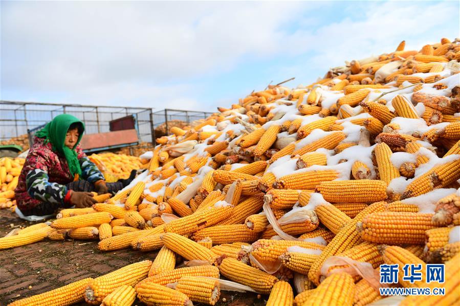 (在習近平新時代中國特色社會主義思想指引下——新時代新作為新篇章·鄉(xiāng)村振興戰(zhàn)略·圖文互動)(1)吉林榆樹:產(chǎn)糧“冠軍縣”大旱之年從容應對減產(chǎn)考驗