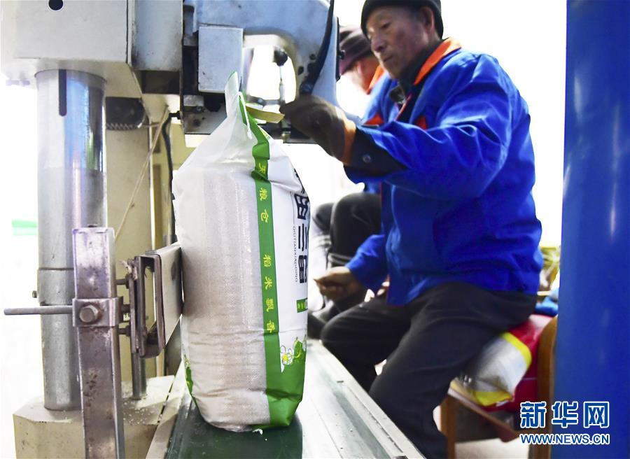 (在習近平新時代中國特色社會主義思想指引下——新時代新作為新篇章·鄉(xiāng)村振興戰(zhàn)略·圖文互動)(3)吉林榆樹:產(chǎn)糧“冠軍縣”大旱之年從容應對減產(chǎn)考驗