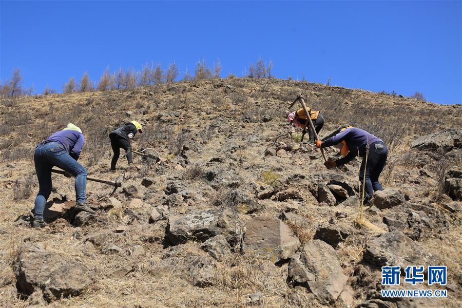 （新華全媒頭條&middot;圖文互動(dòng)）（8）那一抹綠色，走進(jìn)越來(lái)越多人心里&mdash;&mdash;河北塞罕壩續(xù)寫(xiě)新時(shí)代綠色傳奇