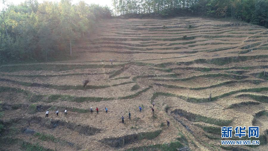 （在習(xí)近平新時(shí)代中國(guó)特色社會(huì)主義思想指引下&middot;慶祝改革開(kāi)放40周年&middot;共享發(fā)展&middot;圖文互動(dòng)）（2）&ldquo;浙江親人&rdquo;請(qǐng)心安 白茶苗已種滿山&mdash;&mdash;浙江安吉捐贈(zèng)四川青川白茶苗種植地探訪