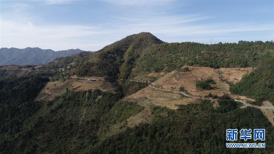 （在習(xí)近平新時(shí)代中國(guó)特色社會(huì)主義思想指引下&middot;慶祝改革開(kāi)放40周年&middot;共享發(fā)展&middot;圖文互動(dòng)）（4）&ldquo;浙江親人&rdquo;請(qǐng)心安 白茶苗已種滿山&mdash;&mdash;浙江安吉捐贈(zèng)四川青川白茶苗種植地探訪