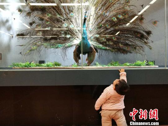 圖為展覽現(xiàn)場。　胡遠(yuǎn)航 攝