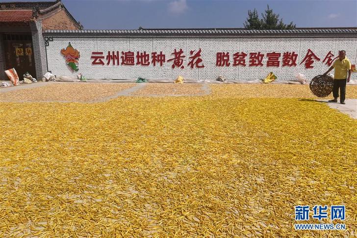 （在習(xí)近平新時(shí)代中國(guó)特色社會(huì)主義思想指引下&mdash;&mdash;新時(shí)代新作為新篇章&middot;鄉(xiāng)村振興戰(zhàn)略&middot;圖文互動(dòng)）（2）一株忘憂草，萬(wàn)家喜眉梢&mdash;&mdash;山西省大同市云州區(qū)黃花產(chǎn)業(yè)扶貧觀察