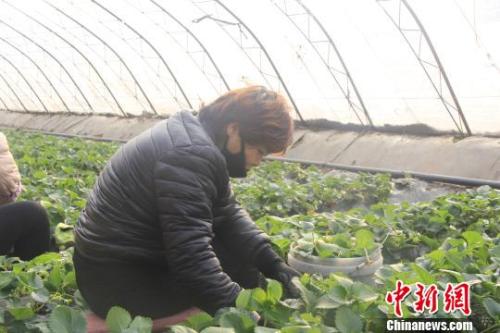 正值隆冬時節(jié)，山西省長治市長子縣天寒地凍，最低氣溫已有零下十幾度，當(dāng)?shù)氐氖卟舜笈飪?nèi)卻&ldquo;春意盎然&rdquo;、生機(jī)勃勃?！⊥蹙S寧 攝