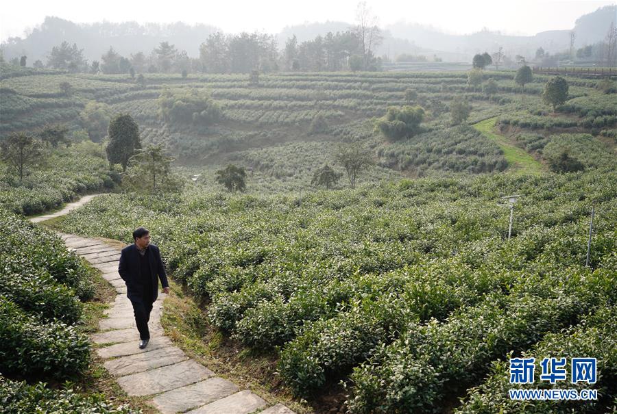 （在習(xí)近平新時代中國特色社會主義思想指引下&mdash;&mdash;新時代新作為新篇章&middot;鄉(xiāng)村振興戰(zhàn)略&middot;圖文互動）（1）老支書王興強(qiáng)的新&ldquo;茶事&rdquo;