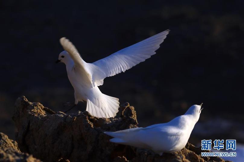 (第35次南極科考·圖文互動(dòng))(1)中國首次利用紅外相機(jī)自動(dòng)監(jiān)測南極雪海燕