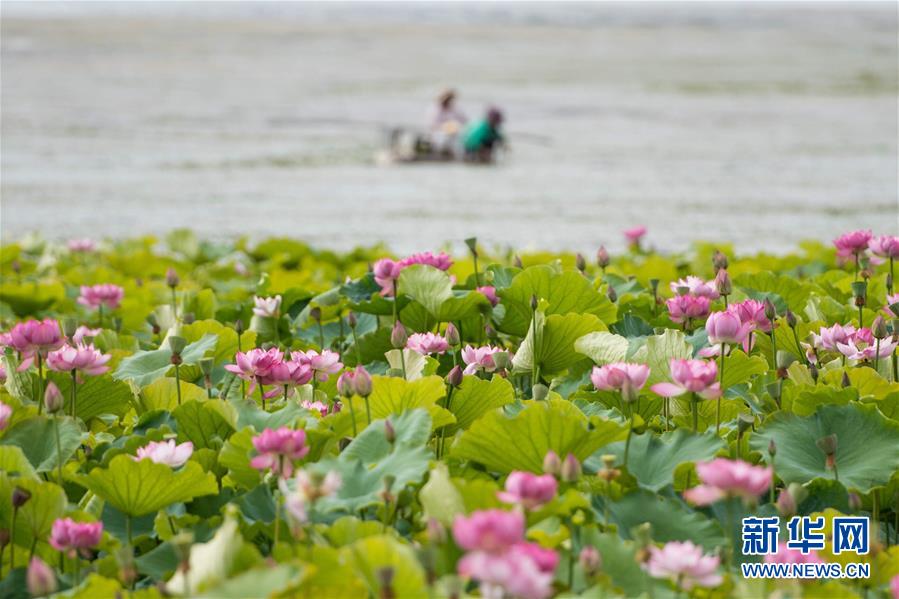 （在習(xí)近平新時(shí)代中國特色社會(huì)主義思想指引下&mdash;&mdash;新時(shí)代新作為新篇章&middot;圖文互動(dòng)）（9）高原春來早 云嶺開新篇 