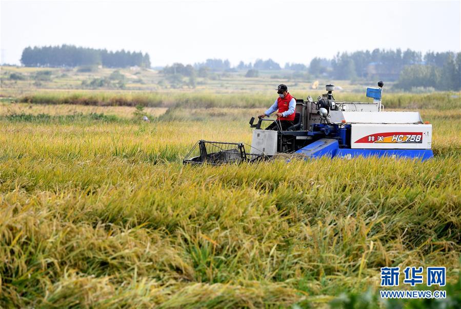 （新華全媒頭條&middot;愛國情 奮斗者&middot;圖文互動）（6）一個村的奮斗，一個時代的巨變&mdash;&mdash;記敢&ldquo;蹚新路&rdquo;的小崗人