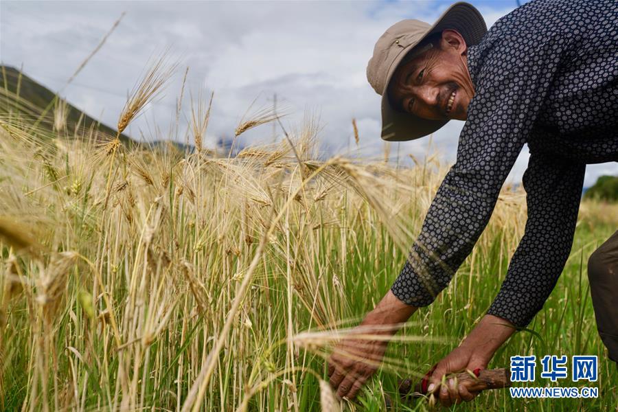 (新華全媒頭條·圖文互動)(5)昂首闊步向未來——寫在西藏民主改革60周年之際