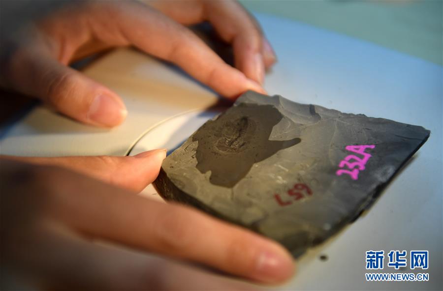 （新華全媒頭條&middot;圖文互動）（8）探尋5億年前&ldquo;生命大爆炸&rdquo;之奧秘&mdash;&mdash;中國科學家發(fā)現(xiàn)寒武紀&ldquo;化石寶庫&rdquo;清江生物群紀實