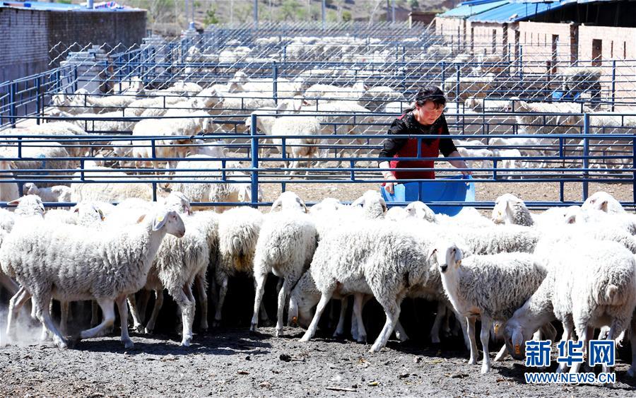 （新華全媒頭條&middot;圖文互動(dòng)）（12）春暉沐浴寶塔山&mdash;&mdash;寫(xiě)在延安各縣整體脫貧摘帽之際