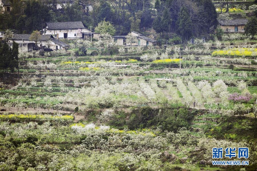 （在習近平新時代中國特色社會主義思想指引下&mdash;&mdash;新時代新作為新篇章）（7）重慶巫山：&ldquo;生態(tài)寶貝&rdquo;變身&ldquo;搖錢樹&rdquo;