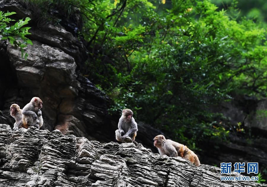 （在習近平新時代中國特色社會主義思想指引下&mdash;&mdash;新時代新作為新篇章）（5）重慶巫山：&ldquo;生態(tài)寶貝&rdquo;變身&ldquo;搖錢樹&rdquo;