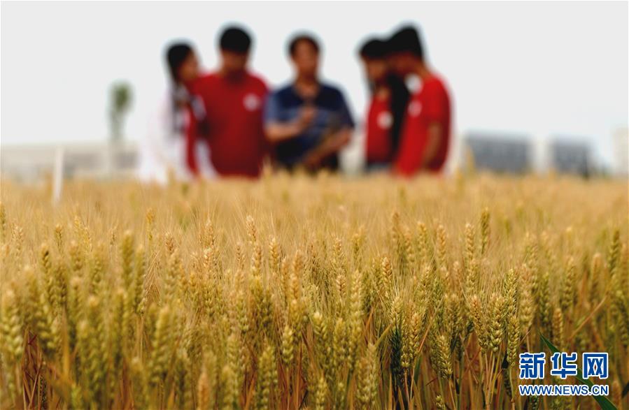 (新華全媒頭條·愛國情 奮斗者·圖文互動)(7)把論文寫在祖國的大地上——中國農(nóng)業(yè)大學(xué)46年扎根河北曲周服務(wù)鄉(xiāng)村振興紀實