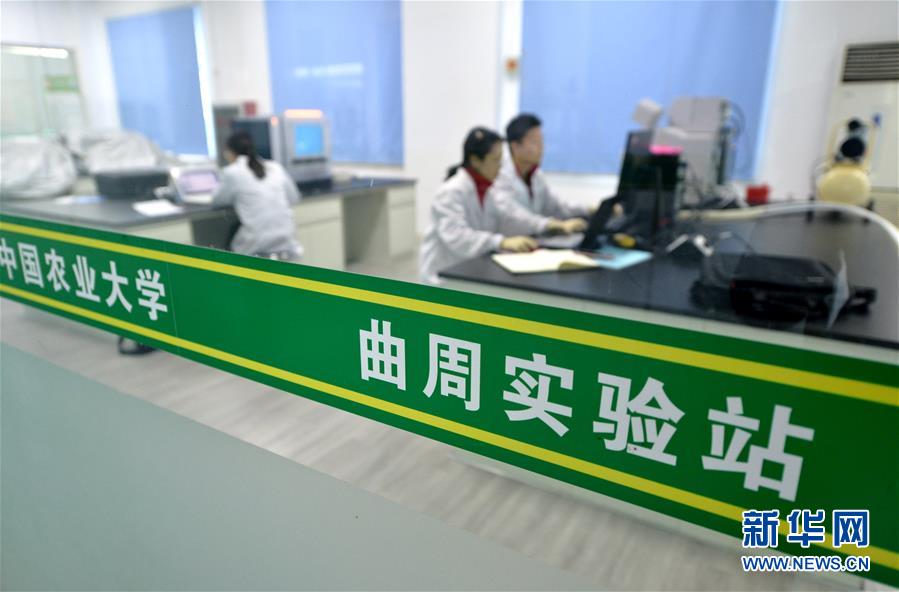 (新華全媒頭條·愛國情 奮斗者·圖文互動)(10)把論文寫在祖國的大地上——中國農(nóng)業(yè)大學(xué)46年扎根河北曲周服務(wù)鄉(xiāng)村振興紀實