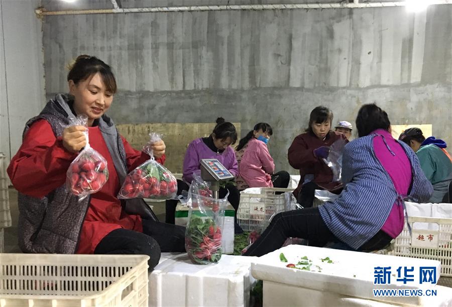 （在習(xí)近平新時(shí)代中國(guó)特色社會(huì)主義思想指引下&mdash;&mdash;新時(shí)代新作為新篇章&middot;圖文互動(dòng)）（2）牡丹江：小果蔬透著三種&ldquo;范兒&rdquo;