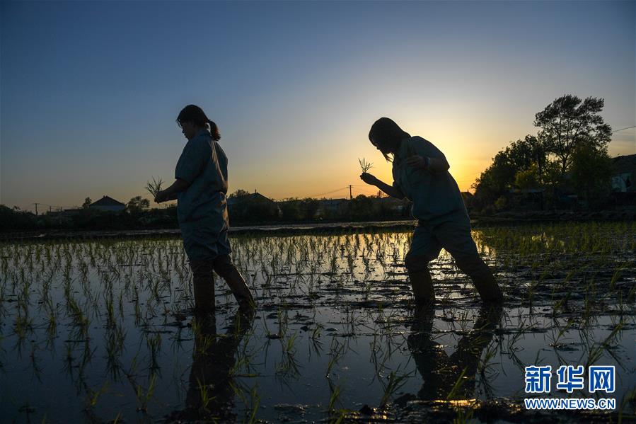 (在習(xí)近平新時(shí)代中國(guó)特色社會(huì)主義思想指引下——新時(shí)代新作為新篇章·圖文互動(dòng))(2)大學(xué)生種田讓農(nóng)民“老把式”開了眼——吉林長(zhǎng)白山下的稻田新事
