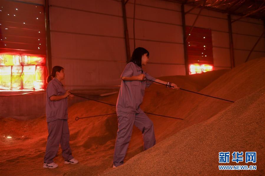 (在習(xí)近平新時(shí)代中國(guó)特色社會(huì)主義思想指引下——新時(shí)代新作為新篇章·圖文互動(dòng))(4)大學(xué)生種田讓農(nóng)民“老把式”開了眼——吉林長(zhǎng)白山下的稻田新事