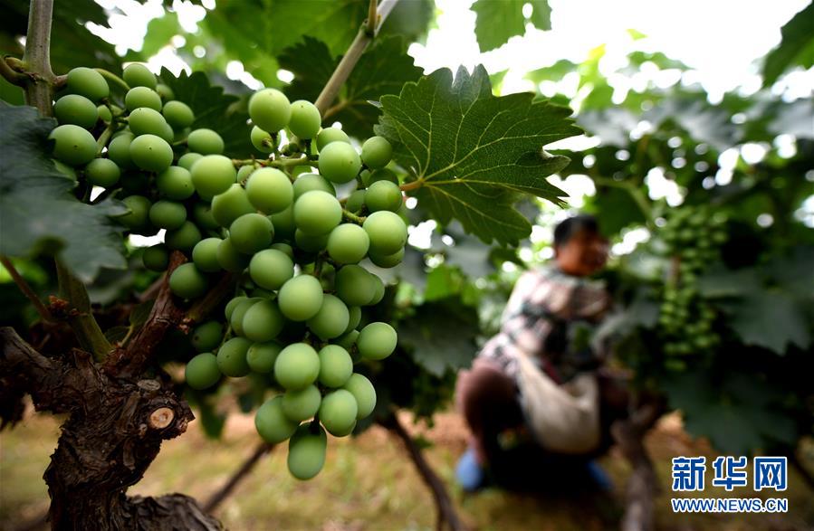 (新華全媒頭條·圖文互動)(4)一個傳統(tǒng)農(nóng)業(yè)縣的脫貧之路——來自河北新河的調(diào)查報(bào)告