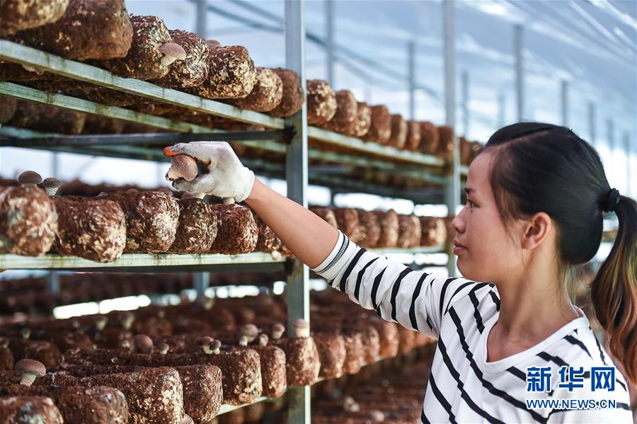 (壯麗70年·奮斗新時(shí)代——共和國發(fā)展成就巡禮·圖文互動(dòng))(8)多彩貴州闖新路