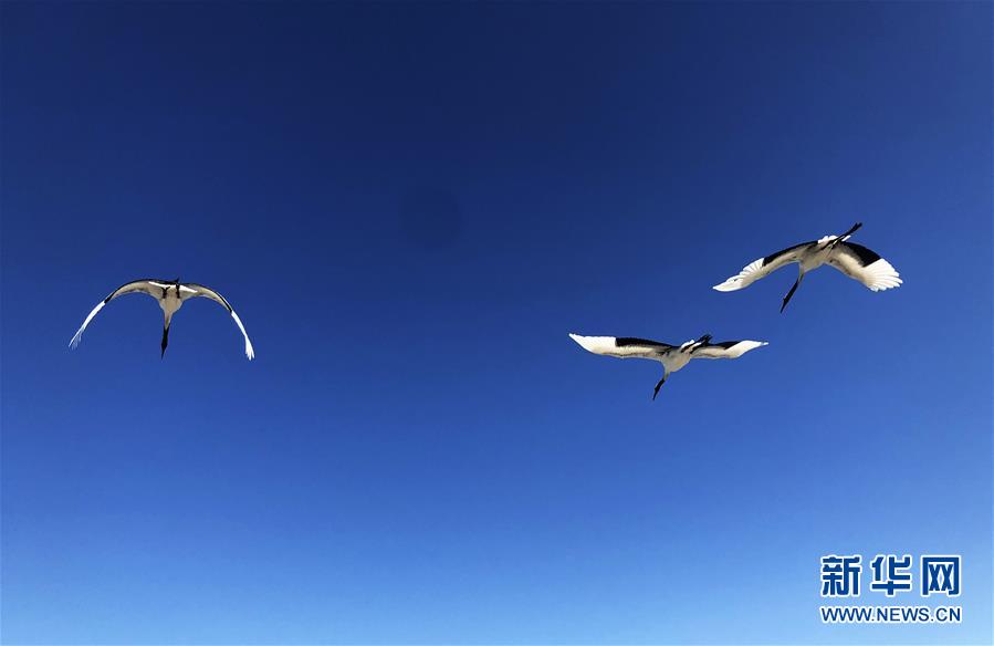 (在習(xí)近平新時(shí)代中國(guó)特色社會(huì)主義思想指引下——新時(shí)代新作為新篇章·圖文互動(dòng))(3)從“人鳥(niǎo)爭(zhēng)食” 到“人鶴和諧”——濕地生態(tài)保護(hù)的“扎龍?zhí)剿?rdquo;