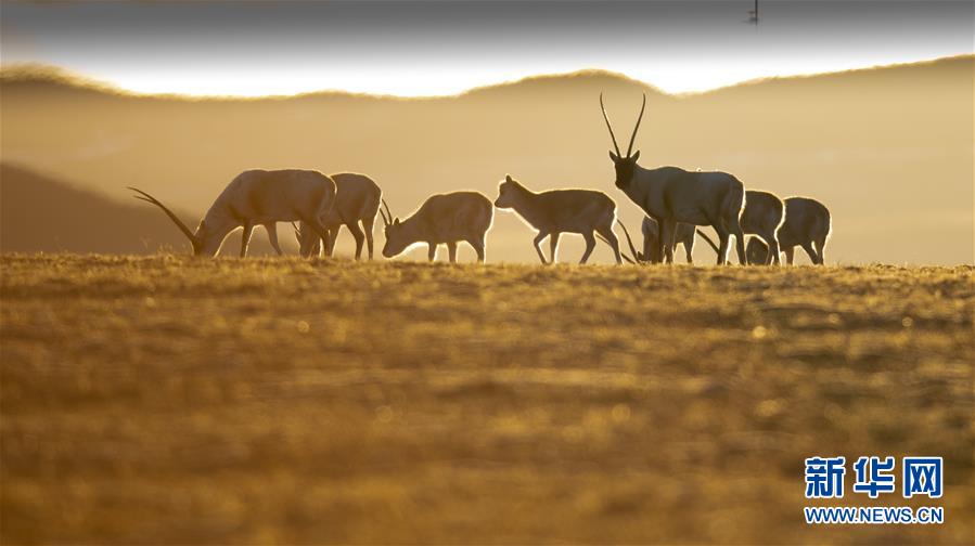(壯麗70年·奮斗新時(shí)代——共和國(guó)發(fā)展成就巡禮·圖文互動(dòng))(7)人間奇跡在高原——新中國(guó)成立70年西藏發(fā)展成就紀(jì)實(shí)
