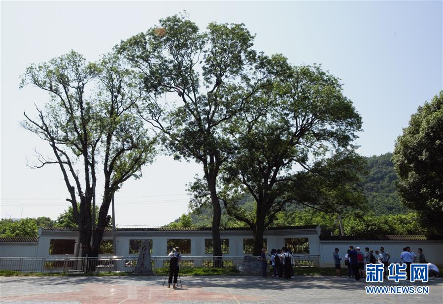 （壯麗70年&middot;奮斗新時(shí)代&mdash;&mdash;記者再走長(zhǎng)征路&middot;圖文互動(dòng)）（6）&ldquo;紅軍樹(shù)&rdquo;下憶初心、守初心