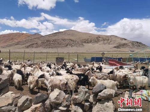 圖為羊群正從羊圈里出來。 謝藝觀 攝