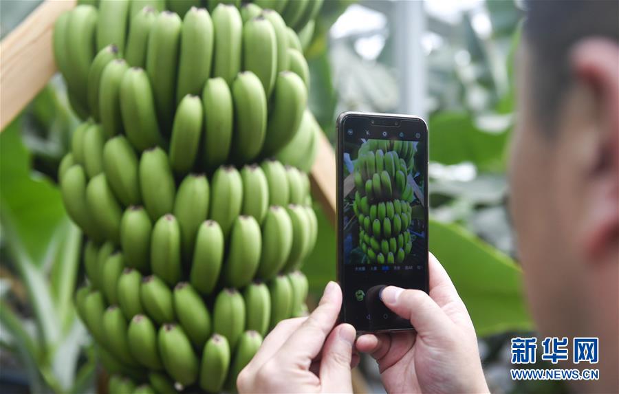 （在習(xí)近平新時(shí)代中國(guó)特色社會(huì)主義思想指引下&mdash;&mdash;新時(shí)代新作為新篇章&middot;圖文互動(dòng)）（1）吉林萬(wàn)昌現(xiàn)代農(nóng)業(yè)發(fā)展先導(dǎo)區(qū)&ldquo;三變&rdquo; 