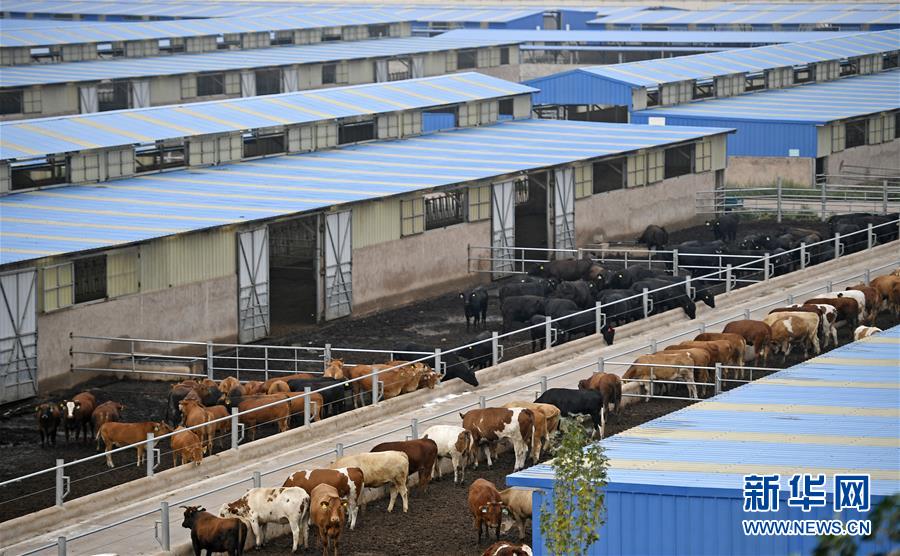 （壯麗70年&middot;奮斗新時代&mdash;&mdash;共和國發(fā)展成就巡禮&middot;圖文互動）（11）生態(tài)美、百姓富&mdash;&mdash;品讀嶄新&ldquo;寧夏畫卷&rdquo;