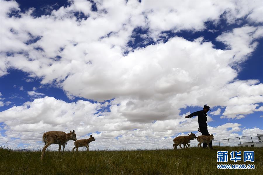 （今日關(guān)注&middot;第一屆國(guó)家公園論壇&middot;圖文互動(dòng)）（5）首個(gè)國(guó)家公園什么樣？專家?guī)阆?ldquo;睹&rdquo;為快