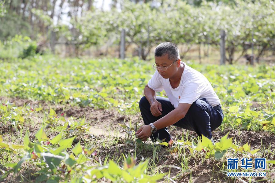 （不忘初心、牢記使命&middot;圖文互動）（4）&ldquo;上天入地&rdquo;也要帶領(lǐng)鄉(xiāng)親脫貧&mdash;&mdash;記廣東那毛村駐村第一書記彭彬