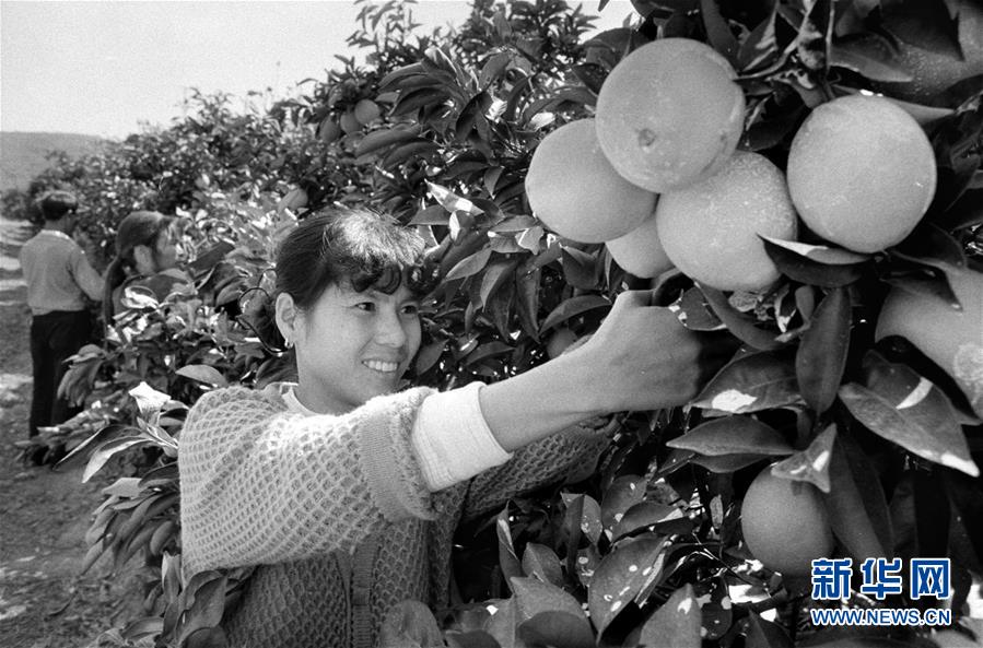 (紅土地“往事新說”·圖文互動(dòng))(3)昔日房前“一棵苗” 今朝引來橙滿枝