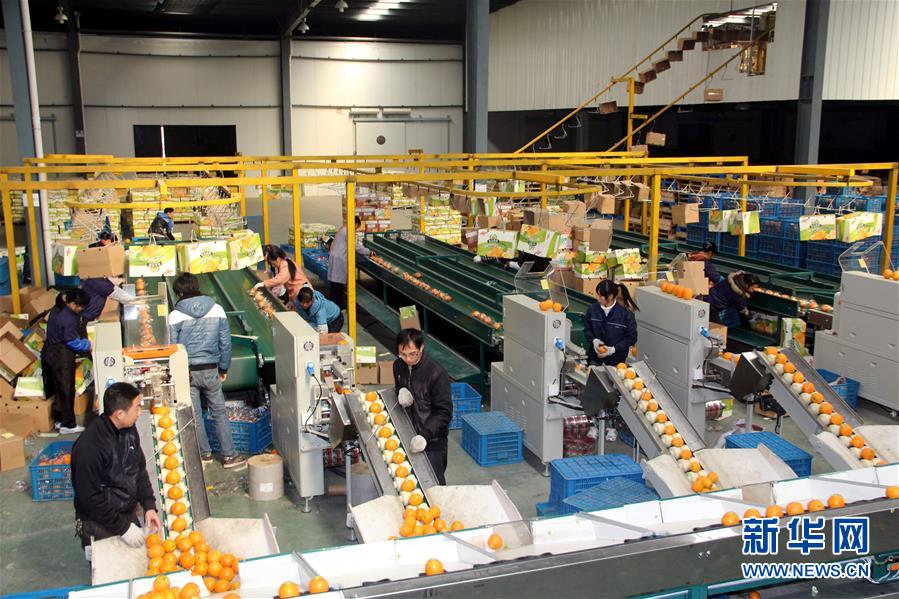 (紅土地“往事新說”·圖文互動(dòng))(4)昔日房前“一棵苗” 今朝引來橙滿枝