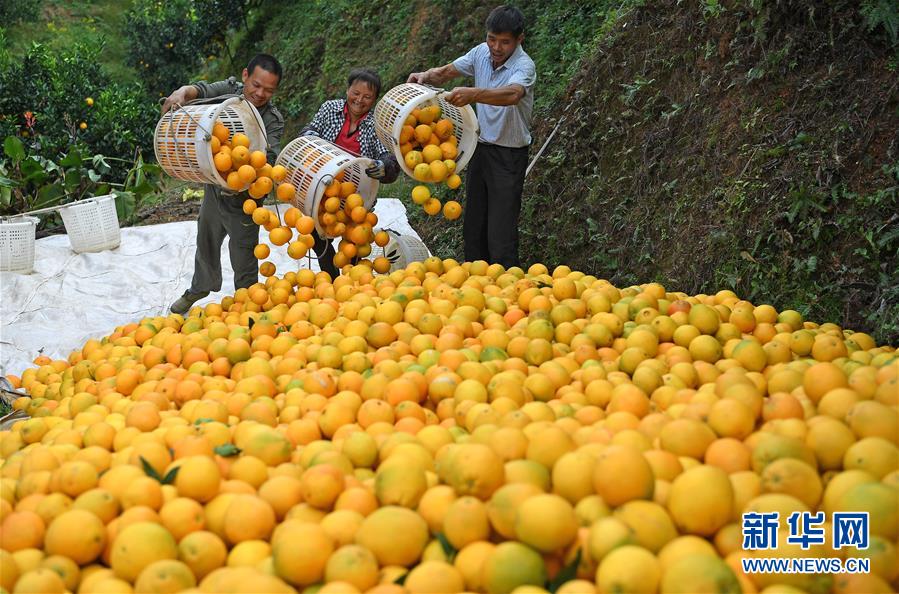 (紅土地“往事新說”·圖文互動(dòng))(7)昔日房前“一棵苗” 今朝引來橙滿枝