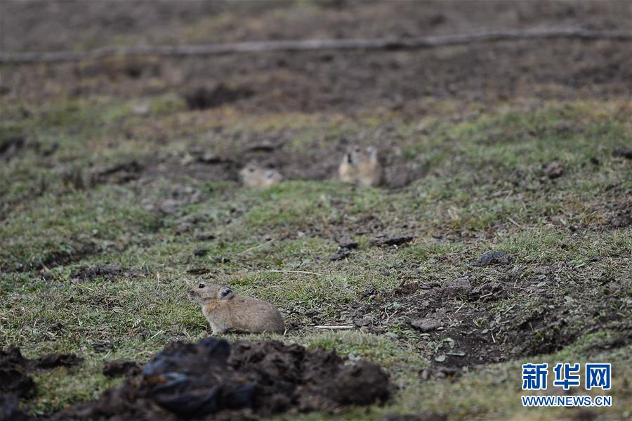 (新華全媒頭條·圖文互動(dòng))(11)確保“中華水塔”碧水東流——中國(guó)三江源生態(tài)保護(hù)報(bào)告