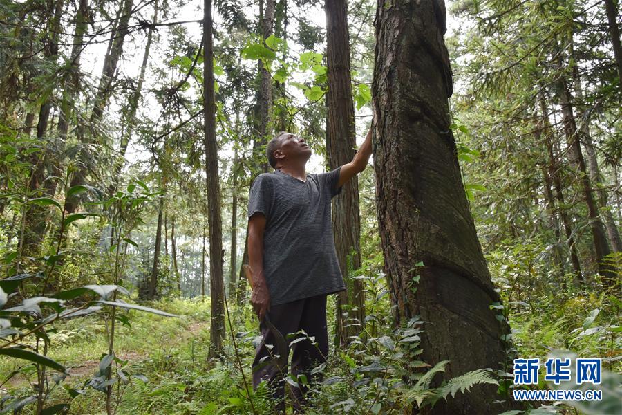 （愛國情 奮斗者&middot;圖文互動）（3）貴州印江高石坎護林隊：半輩子，以林場為家