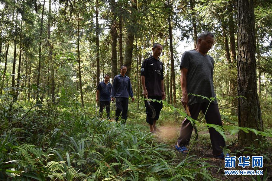 （愛國情 奮斗者&middot;圖文互動）（1）貴州印江高石坎護林隊：半輩子，以林場為家