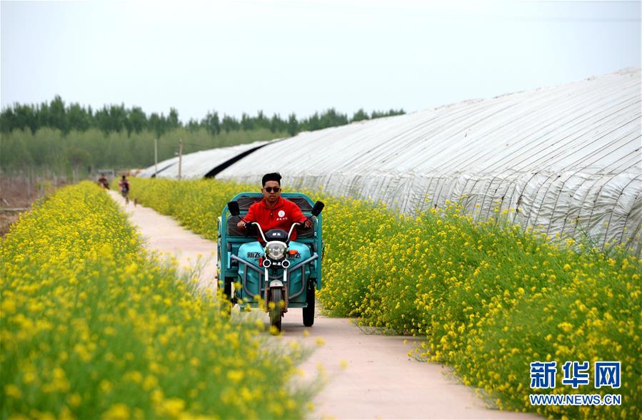 (在習(xí)近平新時(shí)代中國(guó)特色社會(huì)主義思想指引下——新時(shí)代新作為新篇章·總書記關(guān)心的百姓身邊事·圖文互動(dòng))(3)“農(nóng)”字頭照樣“大”作為——豐收時(shí)節(jié)看涉農(nóng)高校人才在希望的田野