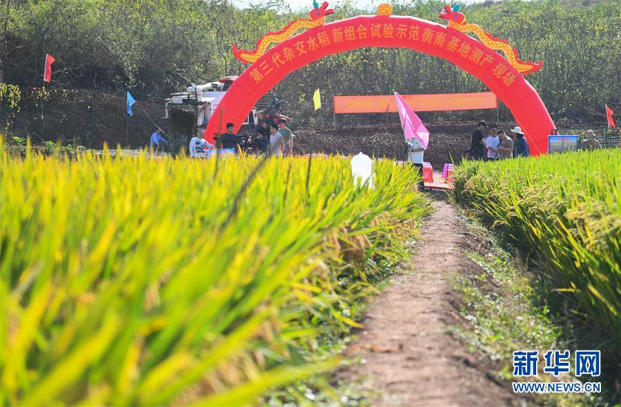 （圖文互動(dòng)）（1）1046.3公斤！袁隆平第三代雜交水稻首次公開(kāi)測(cè)產(chǎn)