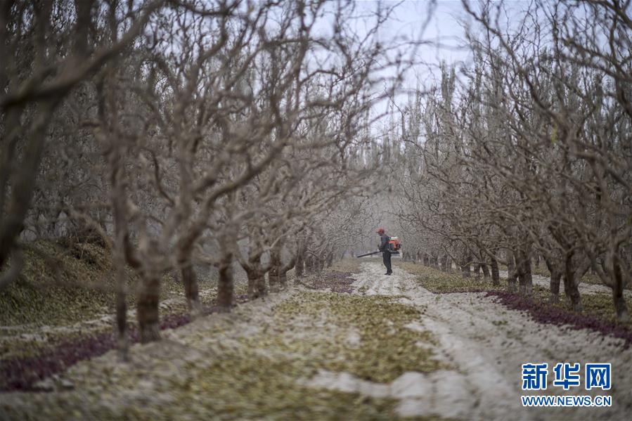 (新華全媒頭條)(10)沙海之邊一片紅——一粒棗和“第一大縣”的故事