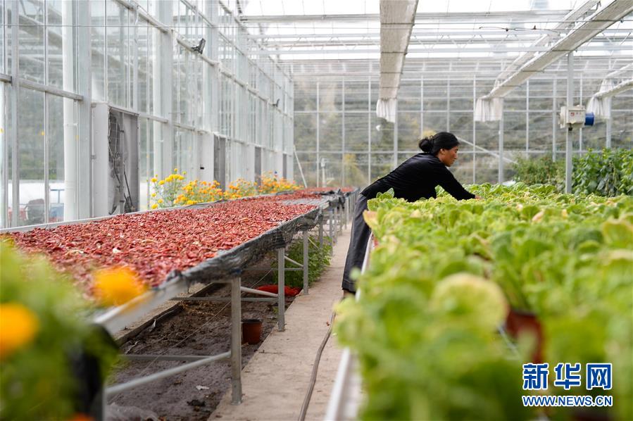 （新華全媒頭條&middot;圖文互動）（13）格?；ㄩ_滿天路&mdash;&mdash;寫在川藏公路通車65周年之際