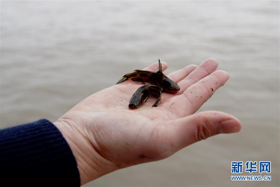 （圖文互動）（3）長江口生態(tài)修復(fù)見成效 水下長出147公里&ldquo;人工魚礁&rdquo; 