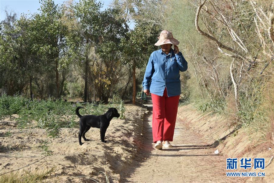 （新華全媒頭條&middot;圖文互動(dòng)）（9）塔克拉瑪干的&ldquo;播綠使者&rdquo;&mdash;&mdash;中科院新疆生態(tài)與地理研究所高級(jí)工程師常青的故事