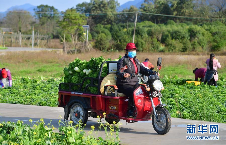 （圖文互動(dòng)）（5）廣西桂林：&ldquo;借力+接力&rdquo;新鮮蔬菜進(jìn)社區(qū)