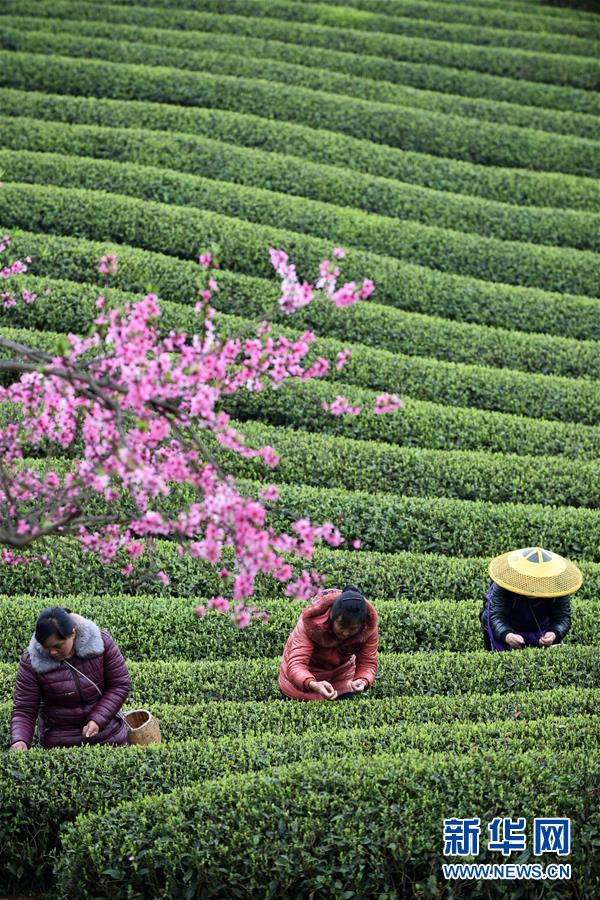 （新華全媒頭條&middot;圖文互動）（12）書寫新的轉(zhuǎn)折&mdash;&mdash;寫在革命老區(qū)遵義全面脫貧之際